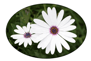 dasiy